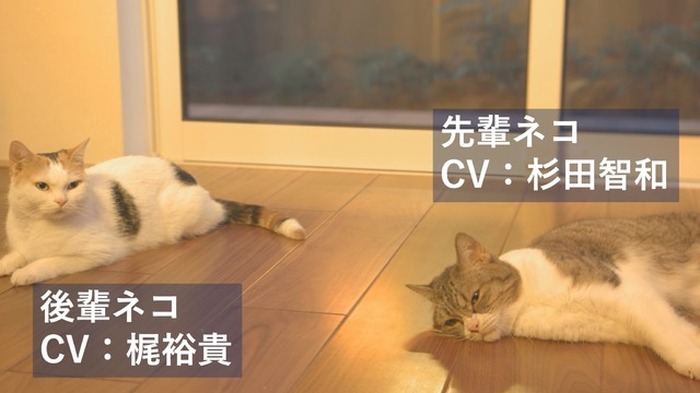 杉田智和と梶裕貴が先輩 後輩猫の アテネコ動画 で共演 ウェブcm3編が公開 超 アニメディア
