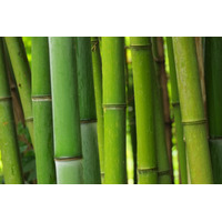 「鬼滅の刃」禰豆子の咥えている“竹”を徹底調査！科学的検証から見えてきた真実とは？ 画像