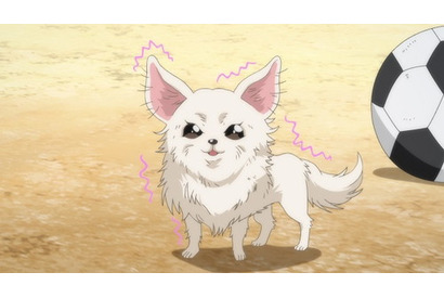 犬に転生しても“戦国の梟雄”はロックだった……！？『織田シナモン信長』第6話のあらすじを紹介 画像