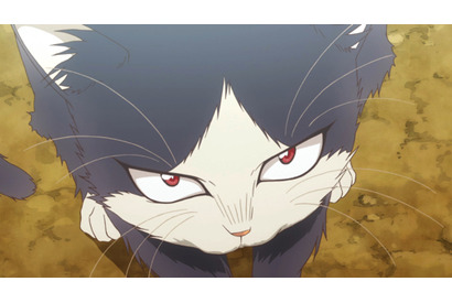 いよいよスタート！人嫌いな小説家が猫を拾い…TVアニメ『同居人はひざ、時々、頭のうえ。』第1話あらすじ＆先行カットが到着！ 画像