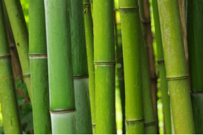 「鬼滅の刃」禰豆子の咥えている“竹”を徹底調査！科学的検証から見えてきた真実とは？ 画像