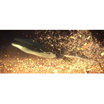 映画『竜とそばかすの姫』場面カット（C）2021 スタジオ地図