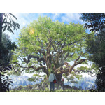 「クスノキの番人」新規場面写真