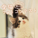 猫まみれ♪「mofusand」＆「NEKO LAB」デザインのスイーツやアイテムも！そごう・西武で“猫の日”企画開催
