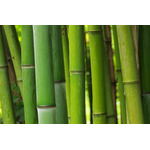 「鬼滅の刃」禰豆子の咥えている“竹”を徹底調査！科学的検証から見えてきた真実とは？ 画像