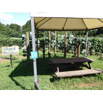 農園リゾート THE FARM