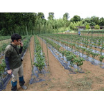 農園リゾート THE FARM