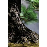 JUME BONSAI 匠景 –SHOKEI–『玄千歳』 JAL EXCLUSIVE【価格】 税込1,500,000円