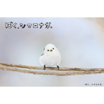 『ぼく、シマエナガ。』