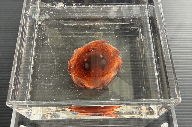 作品に登場する生き物を標本・生体で紹介！