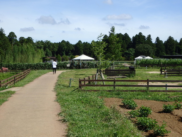 農園リゾート THE FARM