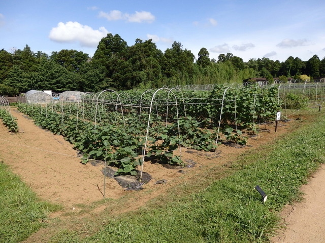 農園リゾート THE FARM
