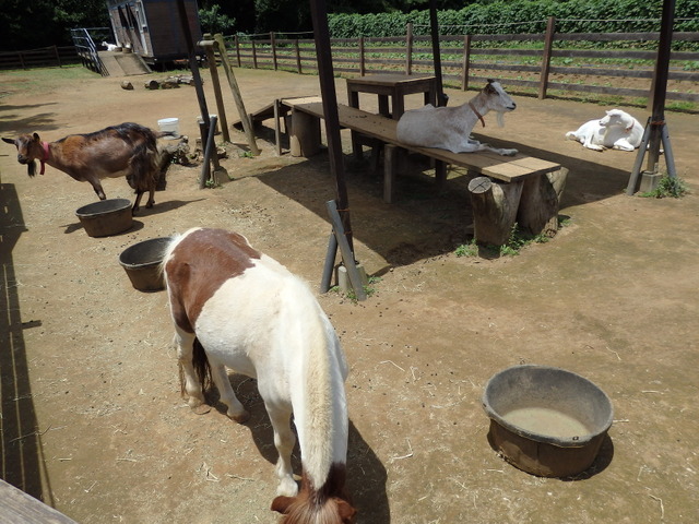 農園リゾート THE FARM