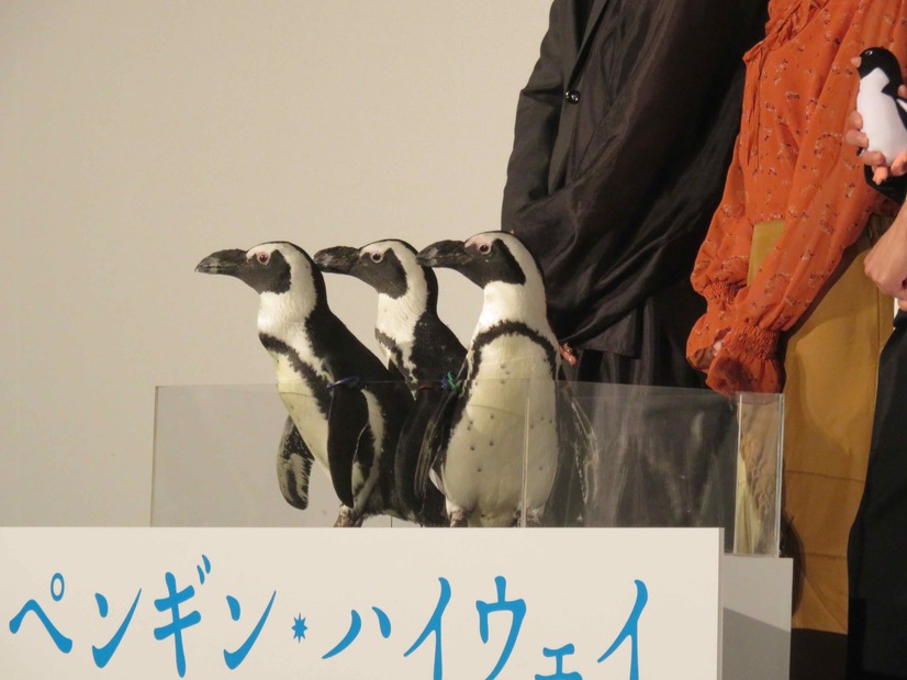 【レポート】映画『ペンギン・ハイウェイ』舞台挨拶にペンギン登場！北香那＆蒼井優も可愛さに夢中！