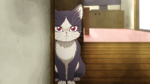 2019年1月TVアニメ『同居人はひざ、時々、頭のうえ。』の応援隊長が“猫のすずめちゃん”に決定！