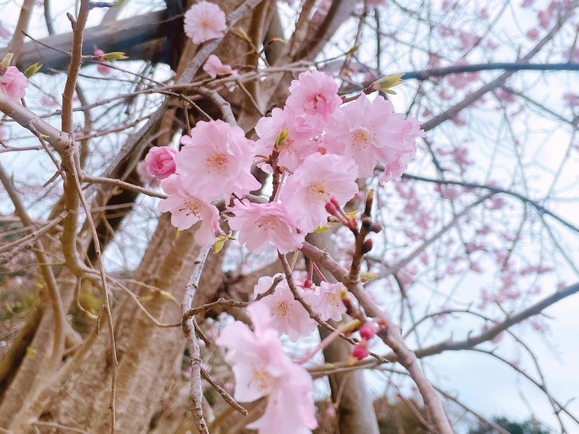 高田憂希の『ひトリップ』