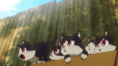 個性的すぎる猫、続々登場！TVアニメ『同居人はひざ、時々、頭のうえ。』第6話あらすじ＆先行カットが到着