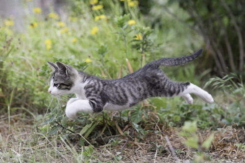猫好き必見！猫だらけのオムニバス映画が制作決定『ダヤンとタマと飛び猫と ～3つの猫の物語～』5月10日（金）より公開