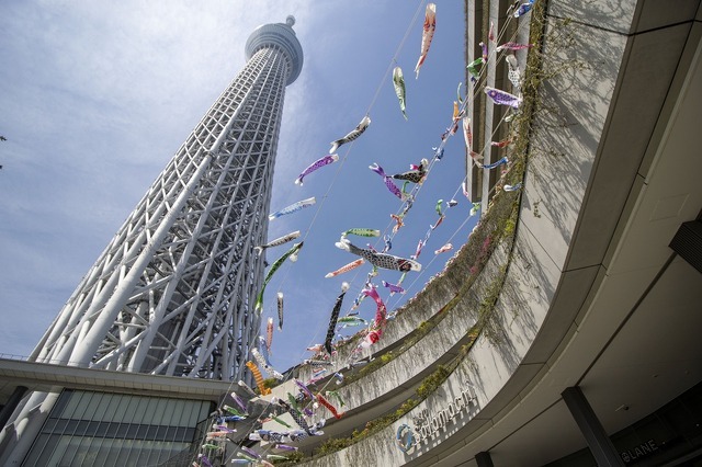 東京スカイツリータウン こいのぼりフェスティバル（過去の様子）（C）TOKYO-SKYTREETOWN