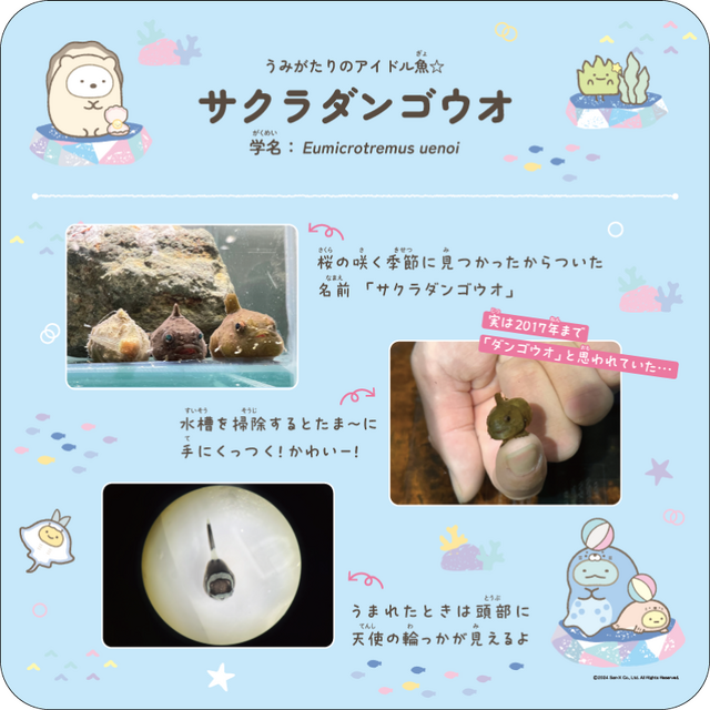 「すみっコぐらしすいぞくかん meets 上越市立水族博物館 うみがたり」(C)2024 San-X Co., Ltd. All Rights Reserved.