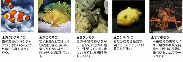 「すみっコぐらし水族館×アクアワールド・大洗」特別展示　海の世界の「すみっコ」スペシャルコーナー（C）2024 San-X Co., Ltd. All Rights Reserved.