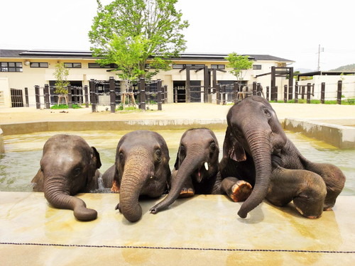 すっごーい！フレンズとたくさん会えるイベントだよ～！千葉市動物公園・京都市動物園が『けものフレンズ』とコラボイベント！園内周遊できるリアル謎解きゲーム、10月より順次開催