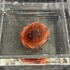 作品に登場する生き物を標本・生体で紹介！