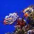 作品に登場する生き物を標本・生体で紹介！