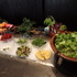 「THE FARM カフェ」朝食