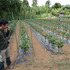 農園リゾート THE FARM