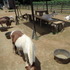 農園リゾート THE FARM