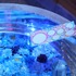 ちいかわ おばけの森