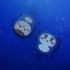 『映画ちいかわ 人魚の島のひみつ』場面カット