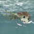 『河童のクゥと夏休み』（C）2007 木暮正夫/「河童のクゥと夏休み」製作委員会