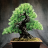JUME BONSAI 匠景 –SHOKEI–『玄千歳』 JAL EXCLUSIVE【価格】 税込1,500,000円