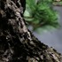 JUME BONSAI 匠景 –SHOKEI–『玄千歳』 JAL EXCLUSIVE【価格】 税込1,500,000円