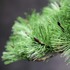 JUME BONSAI 匠景 –SHOKEI–『玄千歳』 JAL EXCLUSIVE【価格】 税込1,500,000円