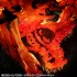 Portrait.Of.Pirates ワンピース “NEO-MAXIMUM” ポートガス・D・エース 15th LIMITED Ver.