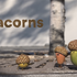 『Acorns』