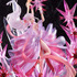「Re:ゼロから始める異世界生活　氷結のエミリア -Crystal Dress Ver-」（C）長月達平・株式会社KADOKAWA刊／Re:ゼロから始める異世界生活2製作委員会