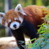すっごーい！フレンズとたくさん会えるイベントだよ～！千葉市動物公園・京都市動物園が『けものフレンズ』とコラボイベント！園内周遊できるリアル謎解きゲーム、10月より順次開催
