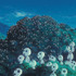 『もののけ姫』（C） 1997 Hayao Miyazaki/Studio Ghibli, ND